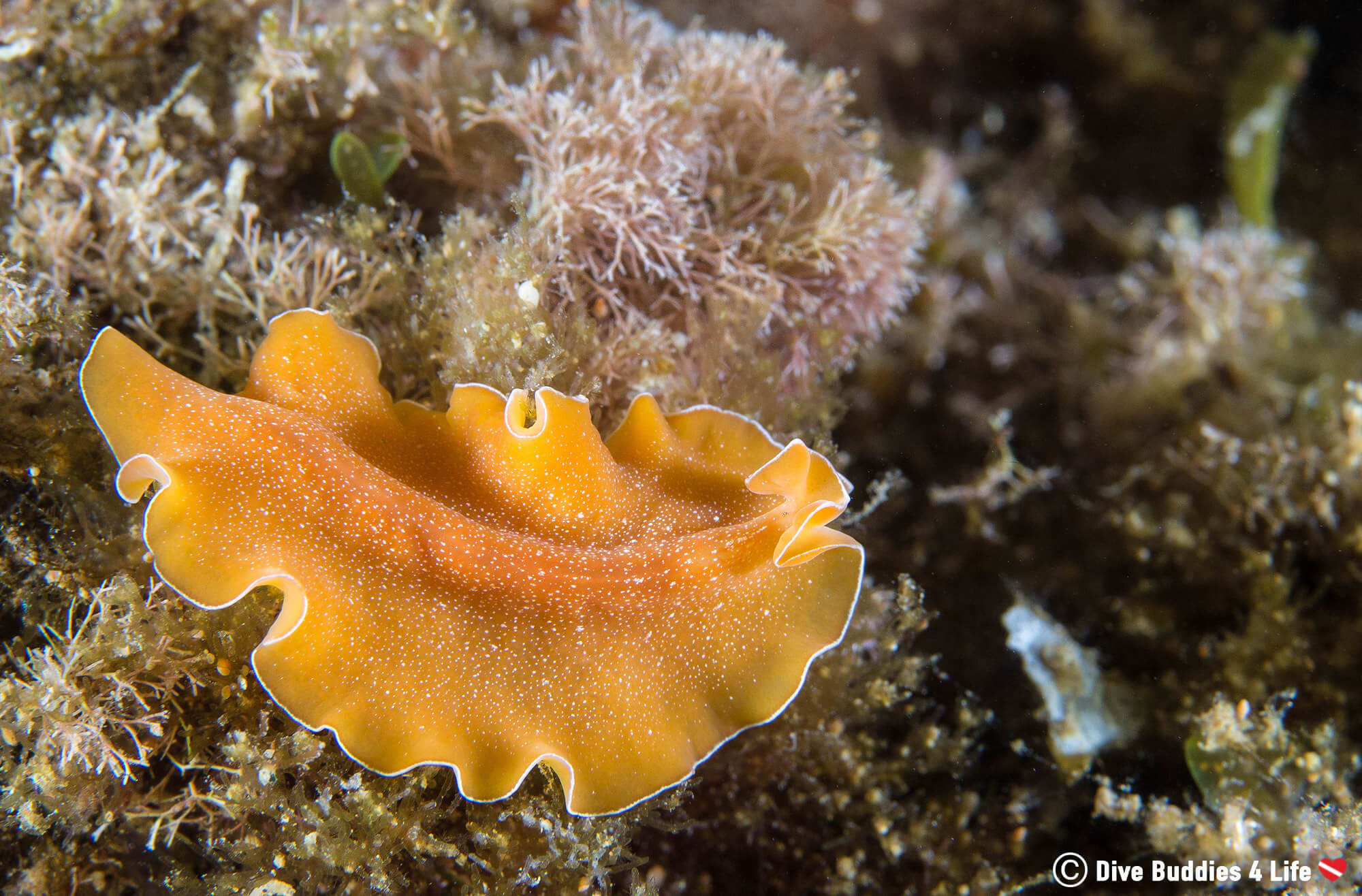An Orange Flatworm In The Flora Of The Costa Brava In Spain, Europe