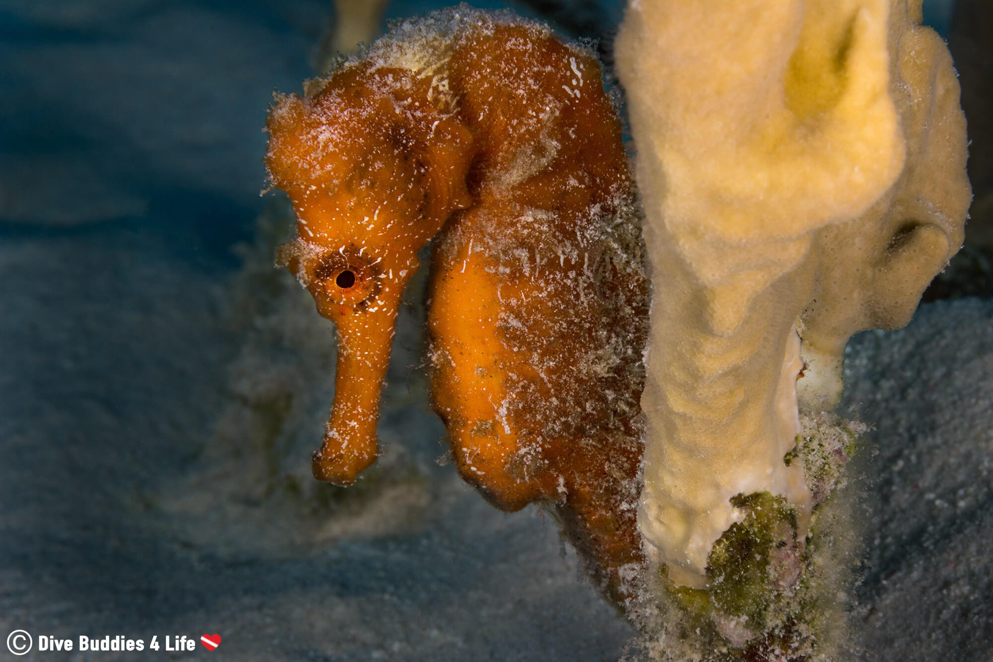 An Orange Seahorse On A Piece Of Fire Coral In Bonaire, Dutch Caribbean