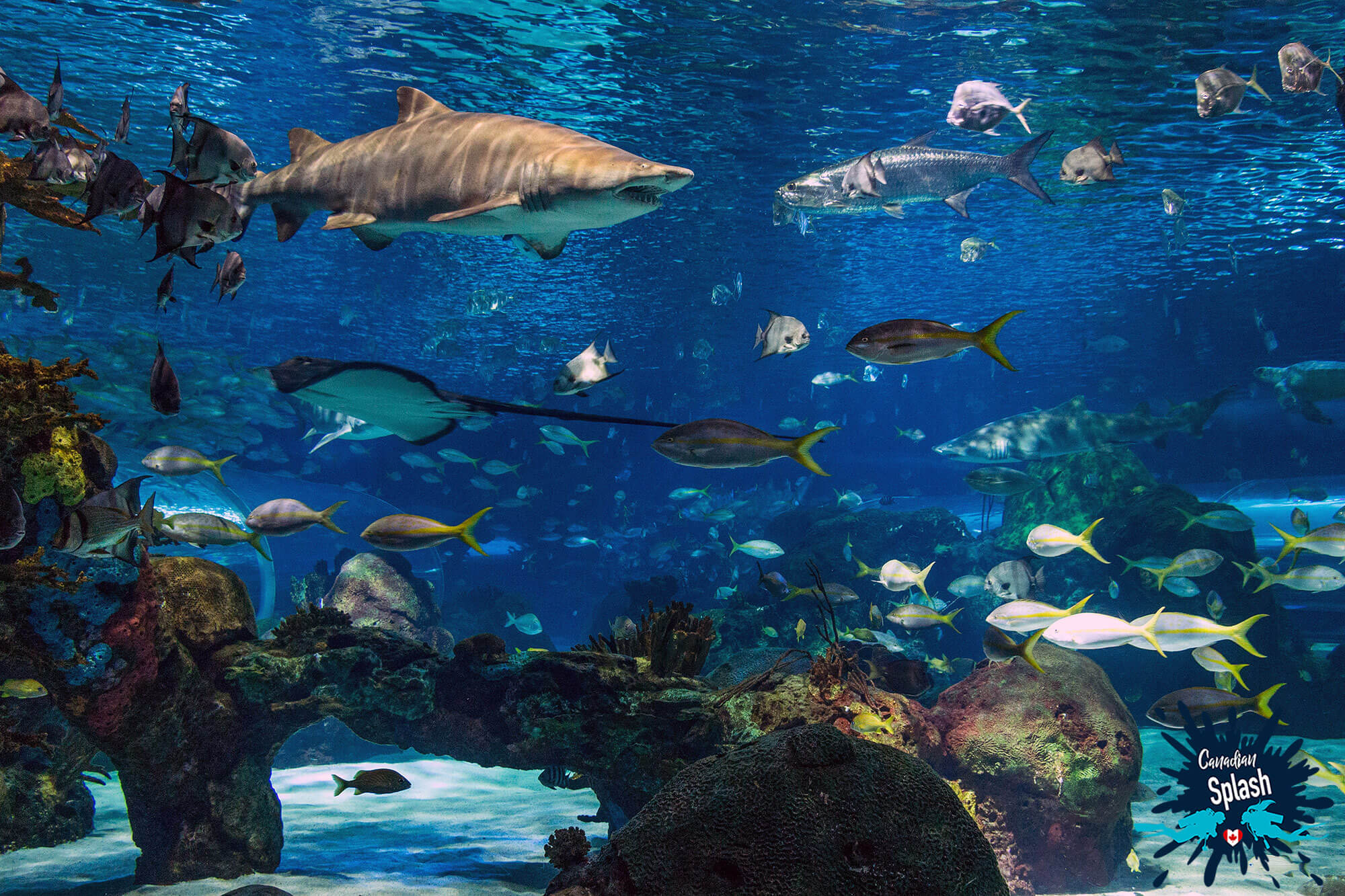 An Overview Of The Dangerous Lagoon Shark Tank At Ripley's Aquarium Of Canada, Ontario