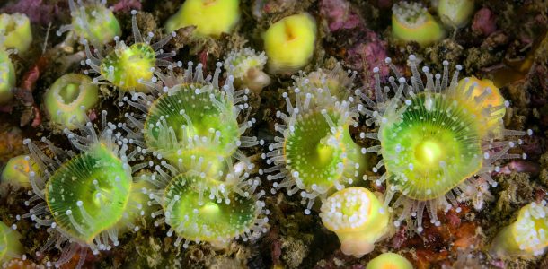 Green and White Jewelled Anemone Seen Scuba Diving in Carnac, France