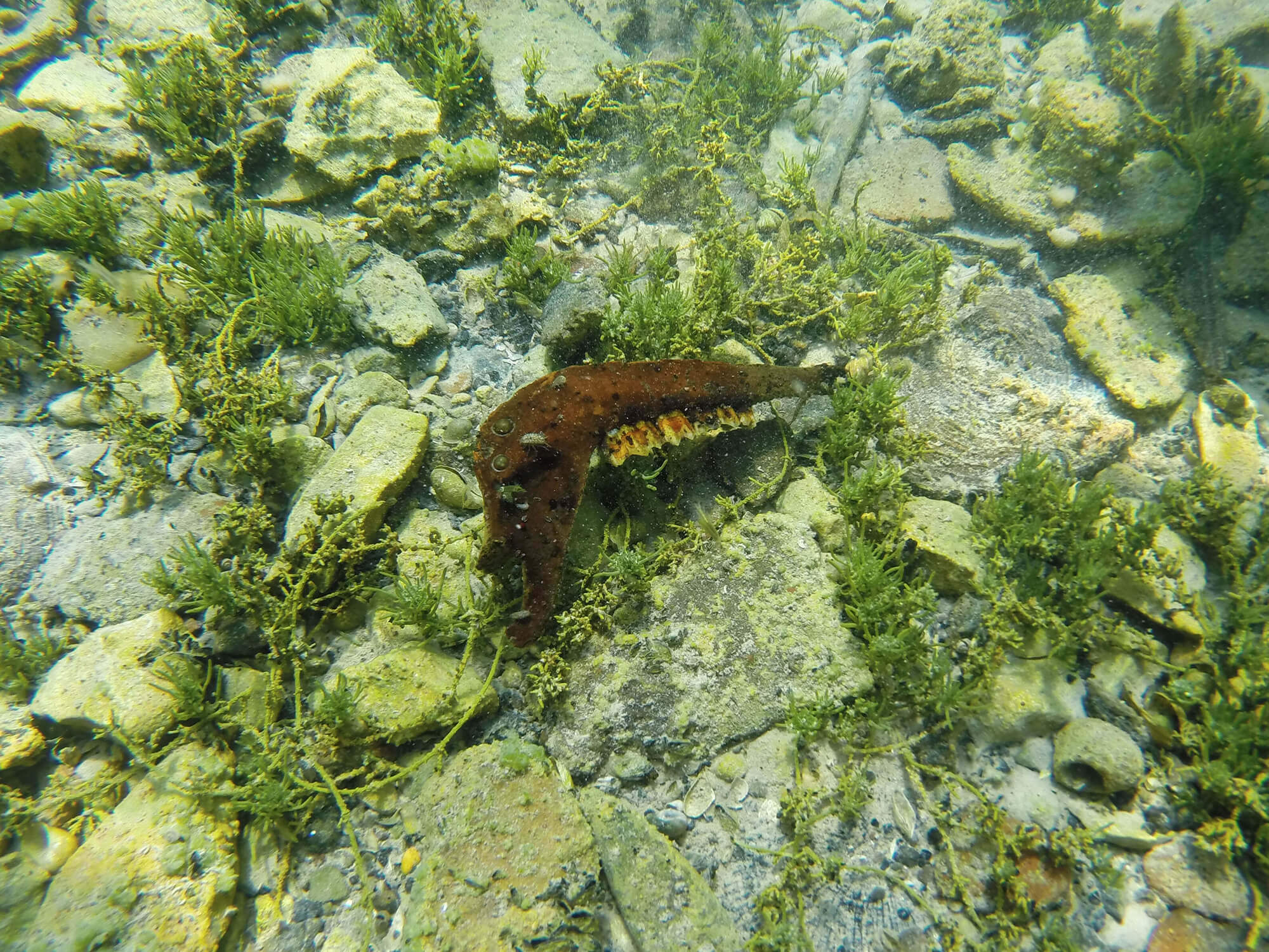 Animal Jaw On The Bottom Of Lake Ohrid in Macedonia