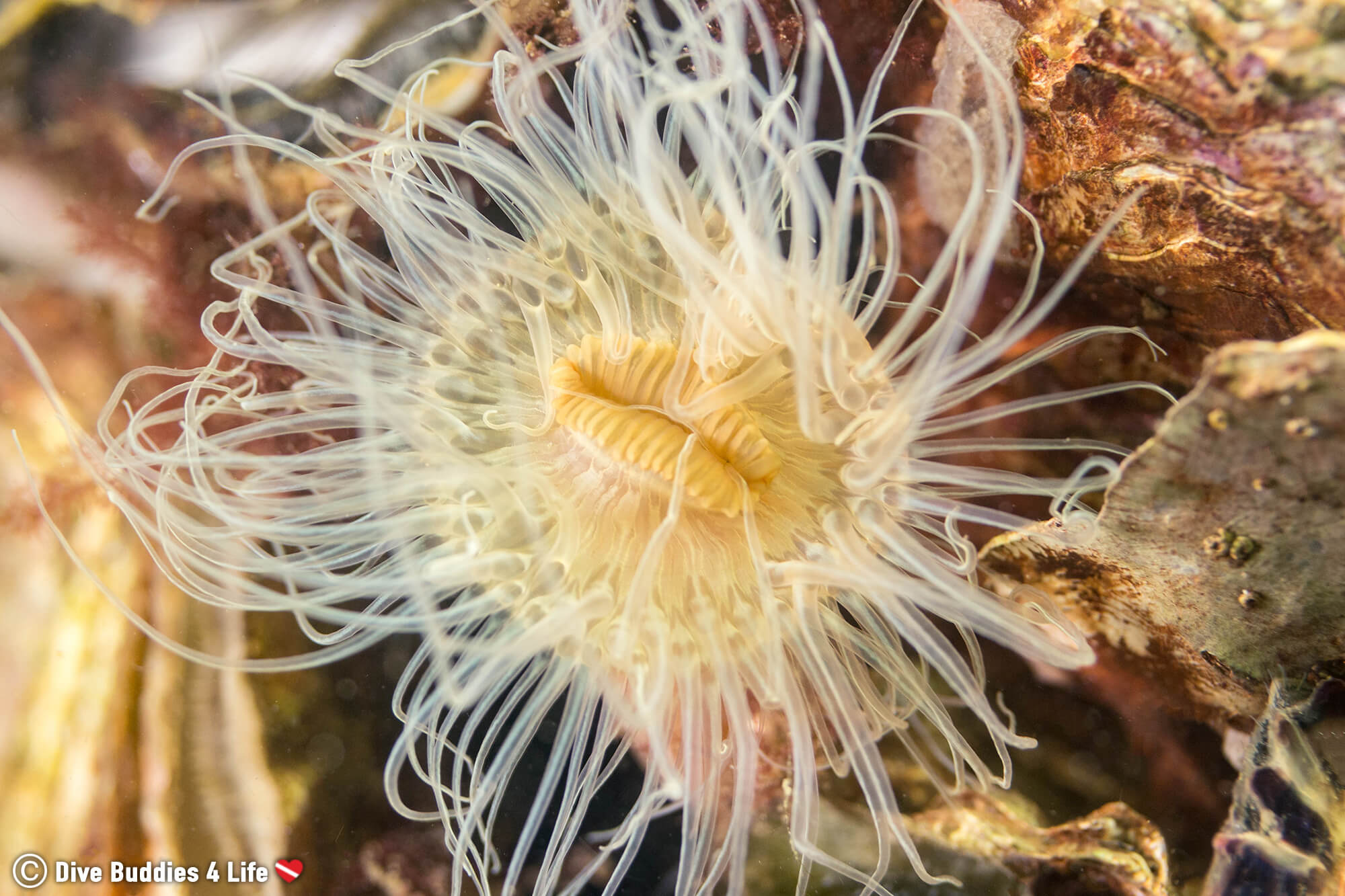Another Beautiful Translucent Anemone Centre In The Netherlands Grevelingenmeer Lake