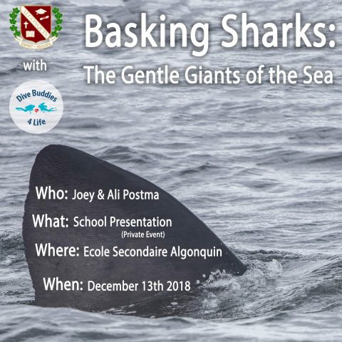 Basking Shark Presentation Algonquin