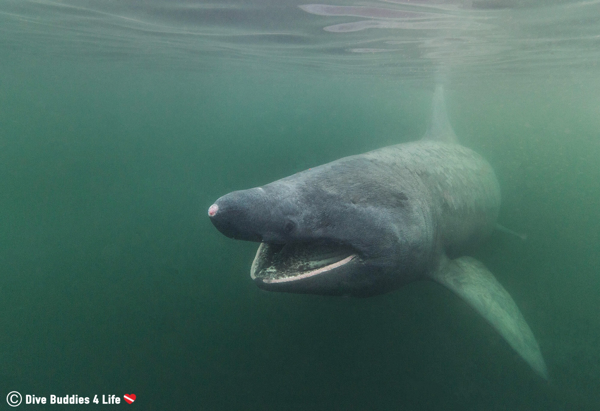 Rudolph the Basking Shark from Our Research Expedition in Northern Scotland, UK