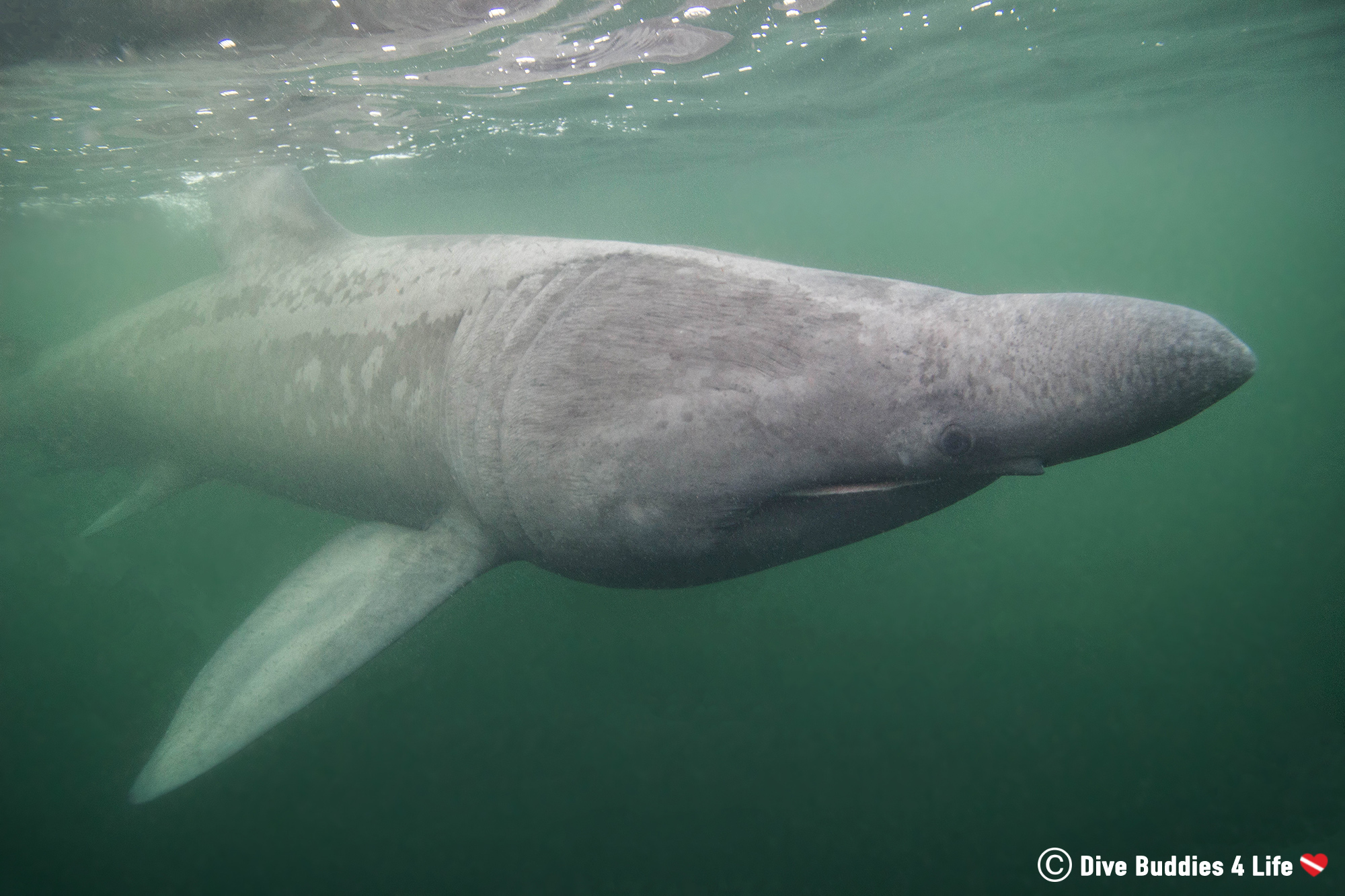 Basking Shark With His Mouth Closed Swimming Towards The Camera