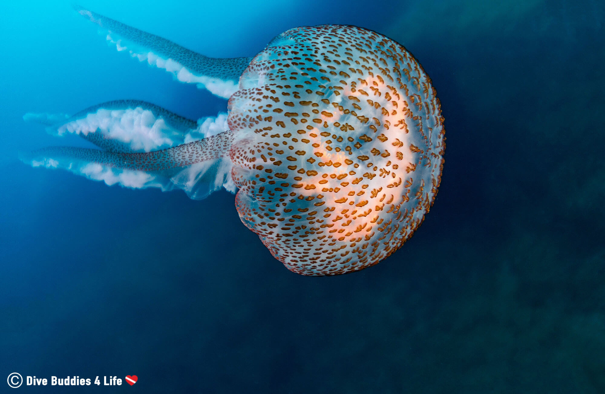 Scuba Diving with a Beautiful Spanish Jellyfish in Costa Brava, Spain, Europe 
