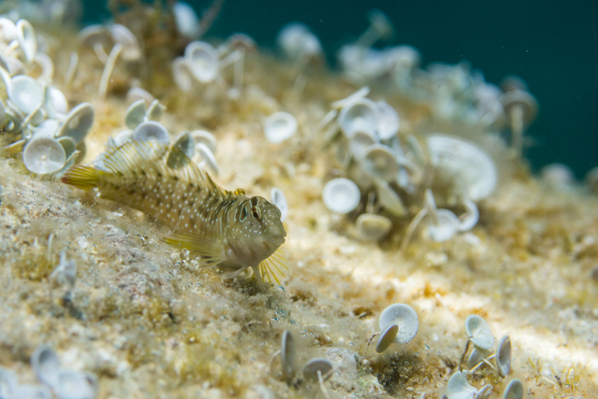 Blenny On The Bottom In Zadar