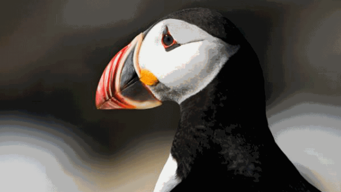 A profile photo of an Atlantic puffin in the wild. 