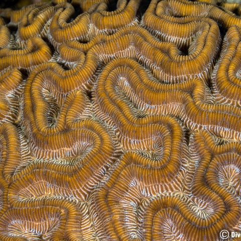 Bonaire Brain Coral Animal, See Scuba Diving The Dutch Caribbean
