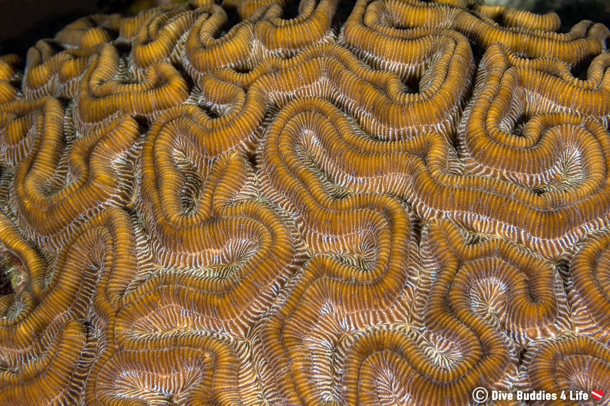 Bonaire Brain Coral Animal, See Scuba Diving The Dutch Caribbean