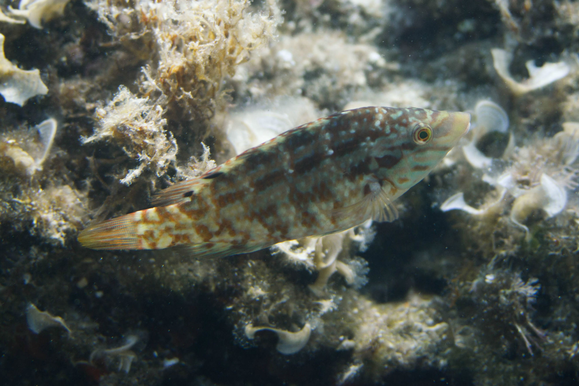 Brown And Beige Checkered Fish Swimming In Croatia