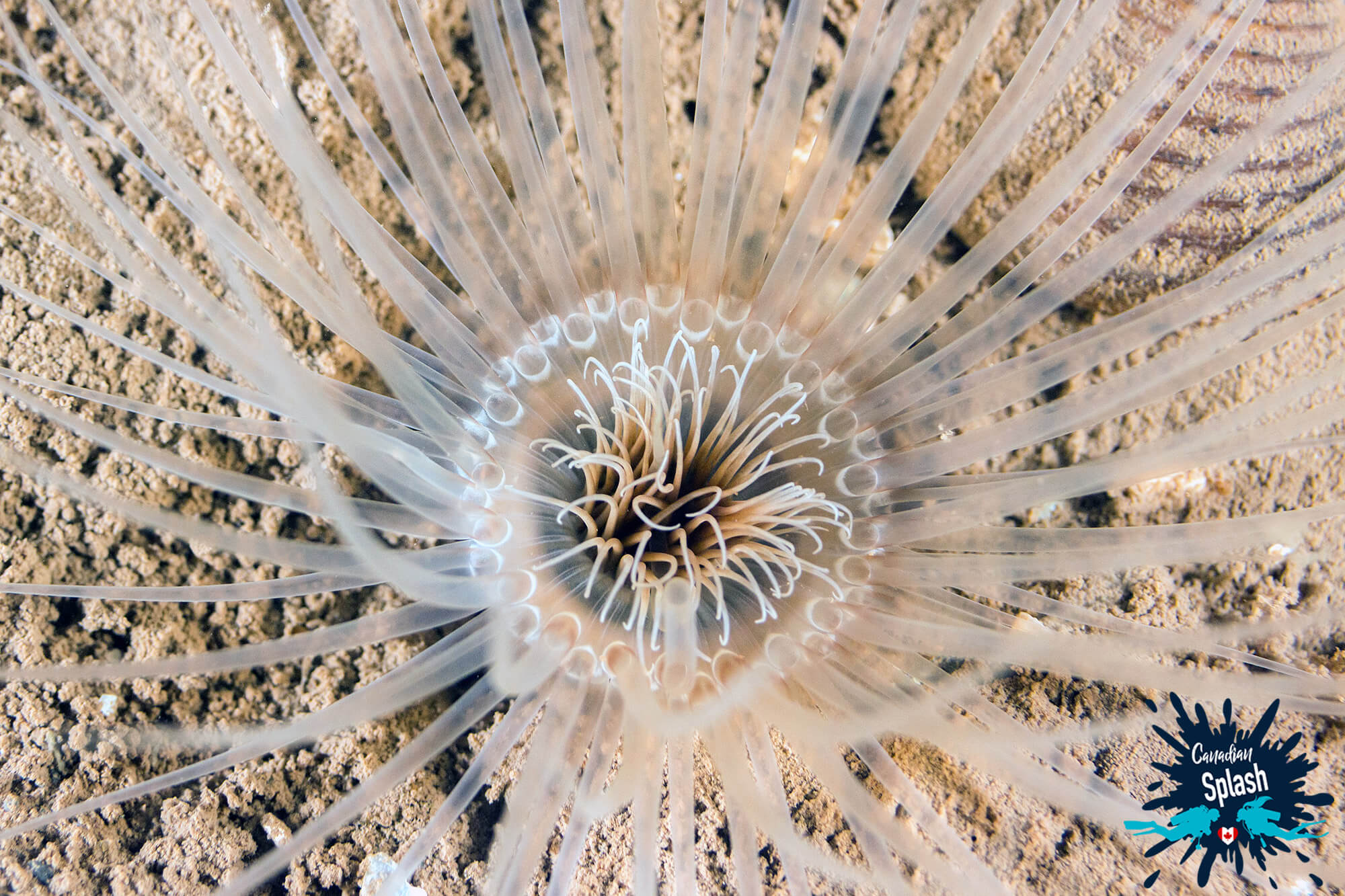 Burrowing Anemone In The Muck At A Saint Andrews Shore Diving Site In New Brunswick, Canadian Splash Scuba Diving