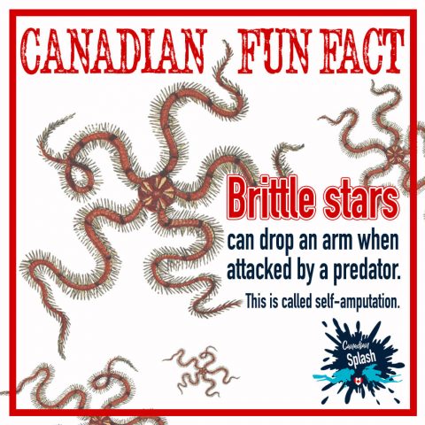 Canadian Splash Fun Fact Brittle Star