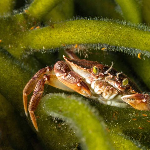 Canadian Splash Rock Crab Macro Hiding In Green Dead Man's Fingers, Indian Harbour, Paddy's Head Dive Site, Nova Scotia