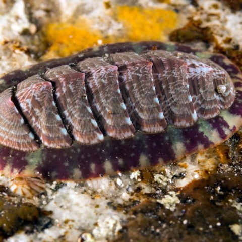 Scuba Diving and Finding a Purple Chiton on a Rock in Halifax and Surrounding Area, Nova Scotia, Canada's East Coast