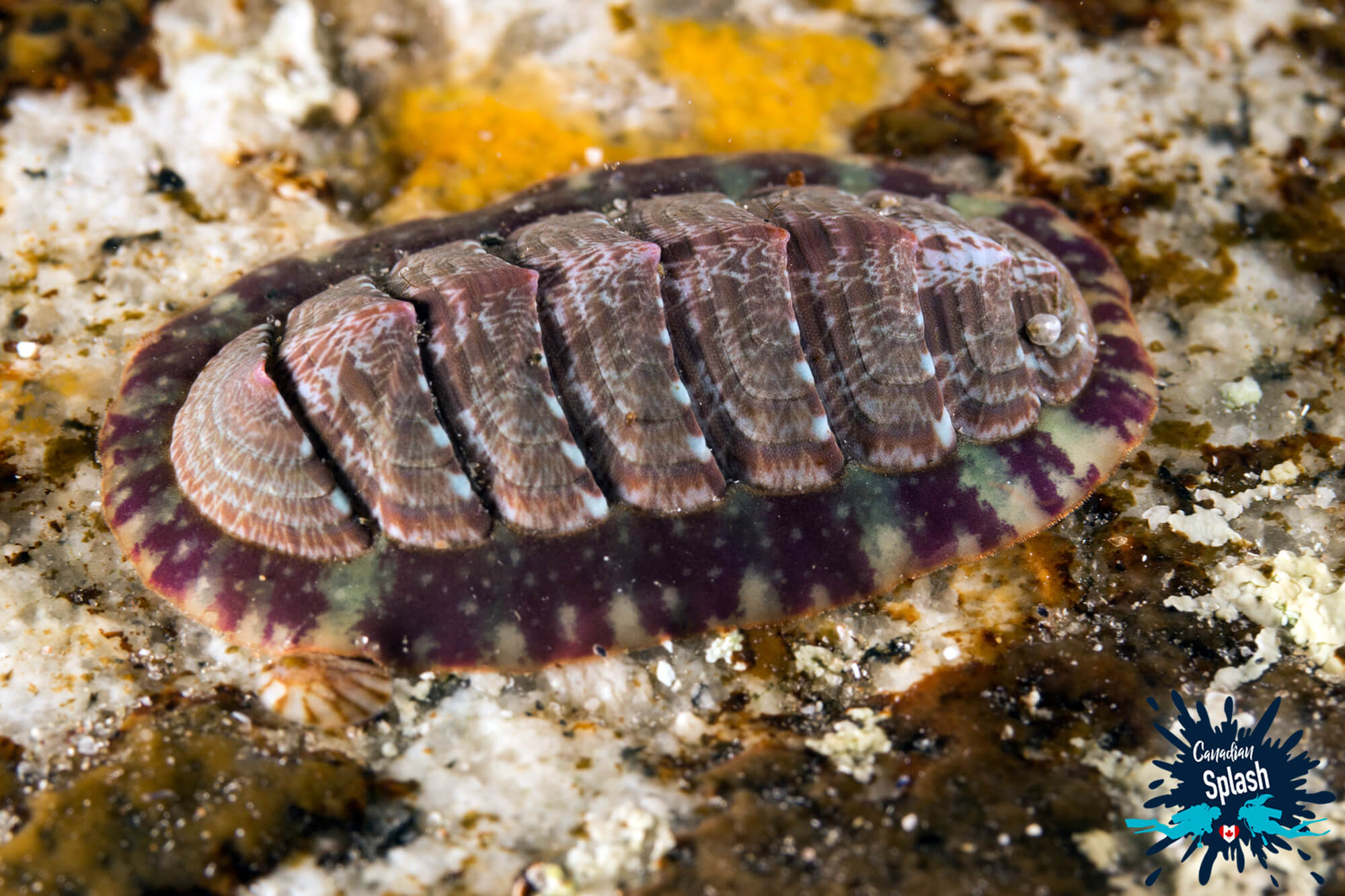 Scuba Diving and Finding a Purple Chiton on a Rock in Halifax and Surrounding Area, Nova Scotia, Canada's East Coast