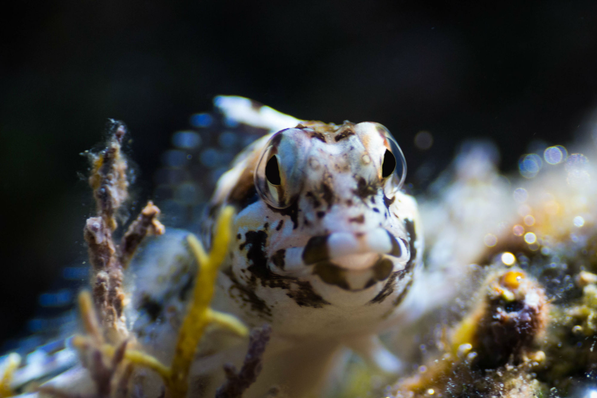 Close Up Of Croatian Fish Face