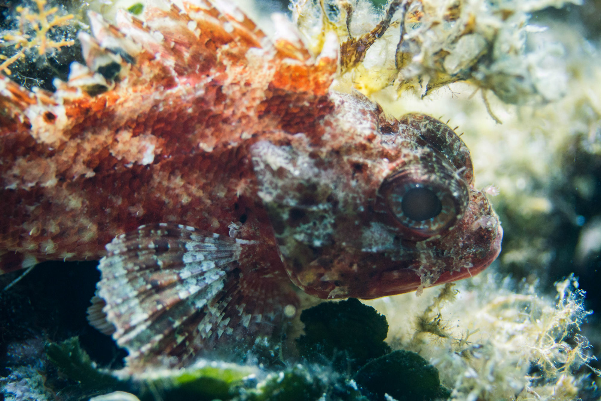 Close Up Of A Scorpionfish in Croatia