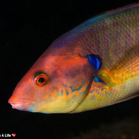 Colorful Wrasse At The Local Dive Site In The Azores Of Saõ Miguel Island, Portugal