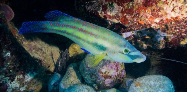 Colourful Fish in Croatian Waters, Zadar, Scuba Diving Croatia, Europe