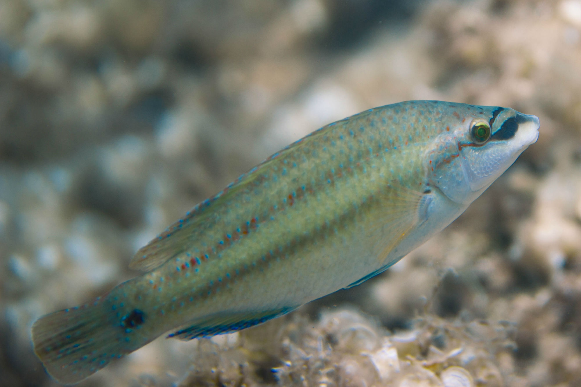 Colourful Fish Swimming Away Fast In Croatia