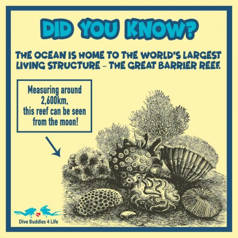 Coral Did You Know