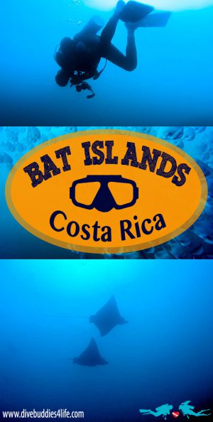 Costa Rica Bats Scuba Pinterest