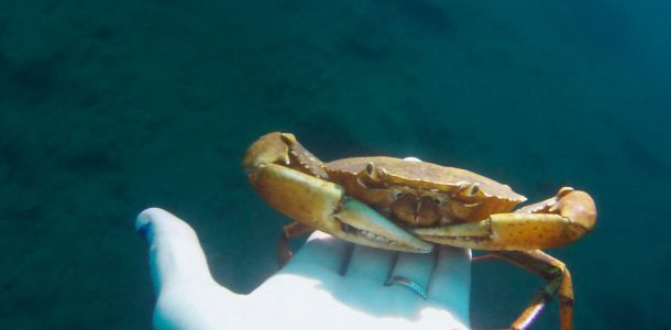 Crab In Ali's Hand