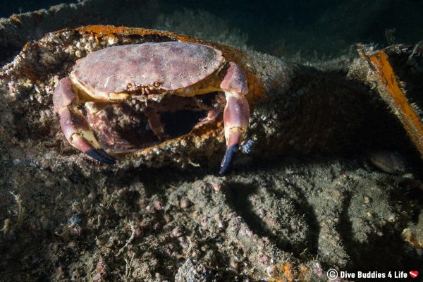 France: Diving Normandy's D-Day Beaches | Dive Buddies 4 Life