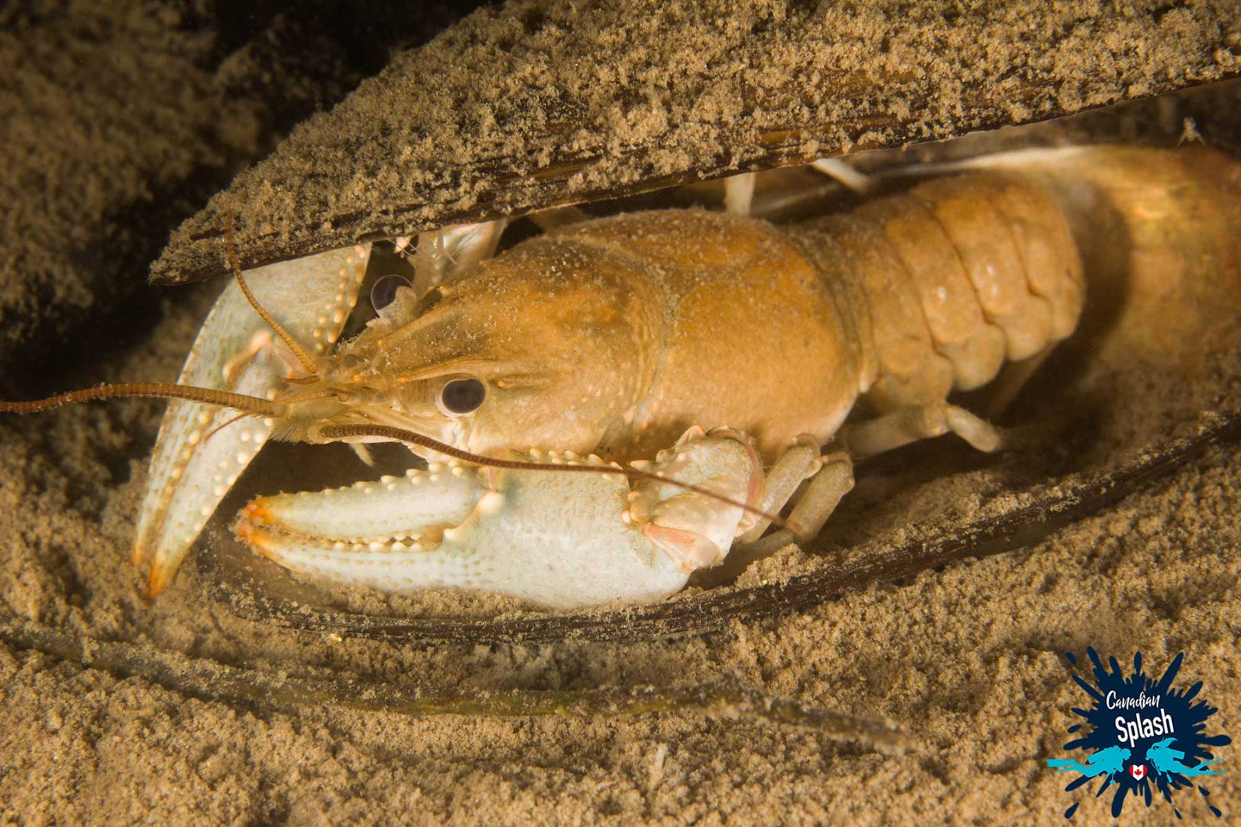 Canadian Splash Diving Saskatchewan's Diefenbaker Lake Dive Buddies 4 Life