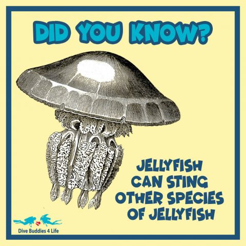 Did You Know Jellyfish