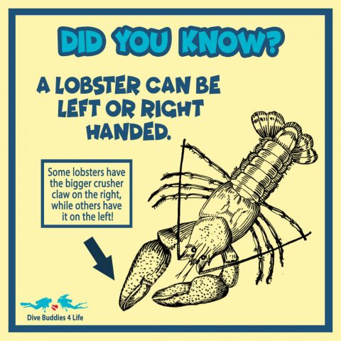 Did You Know Lobster