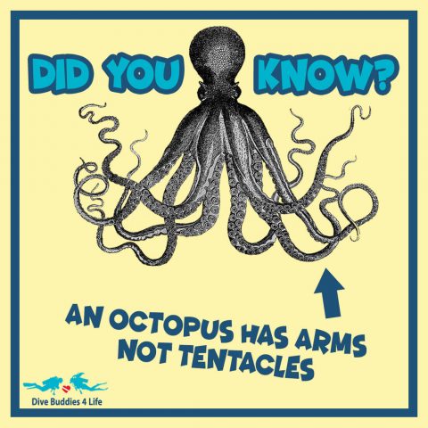 Did You Know Octopus
