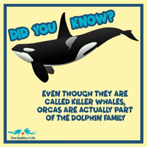 Did You Know Orcas