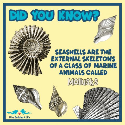 Did You Know Seashells