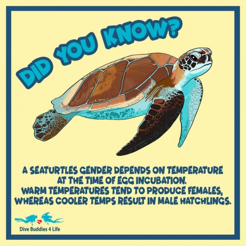 Did You Know Seaturtle