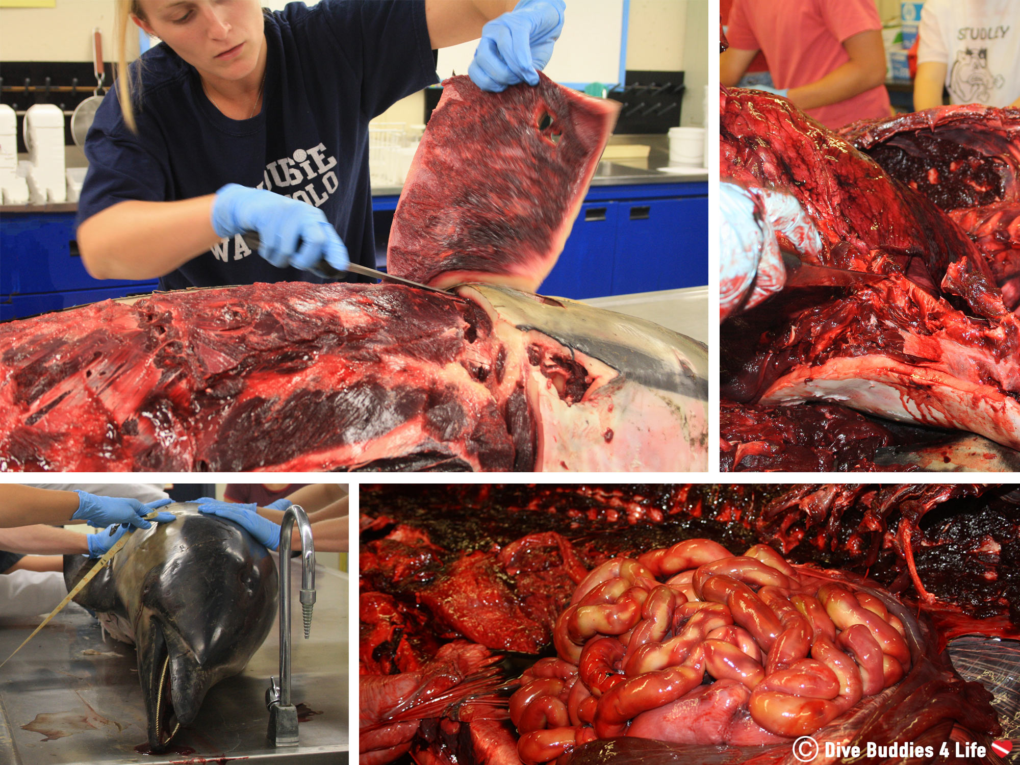 Dissecting A Marine Mammal That Was Subjected To Toxic Exposure