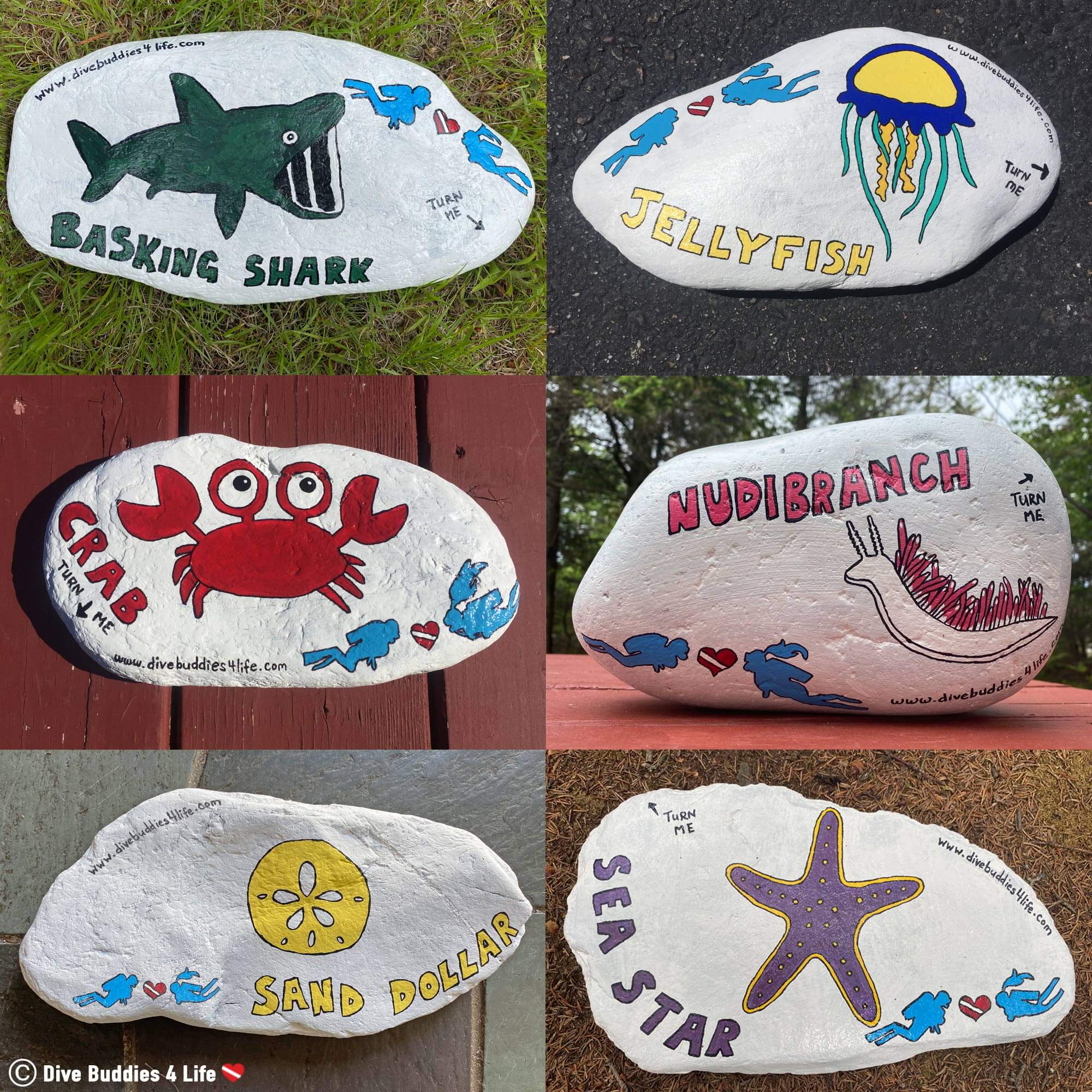 Dive Buddies Collection Of Painted Rocks For Ocean Education