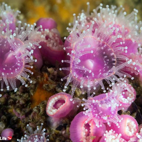 Diving Carnac And Finding A Purple And White Jewelled Anemone In Brittany, France, Europe