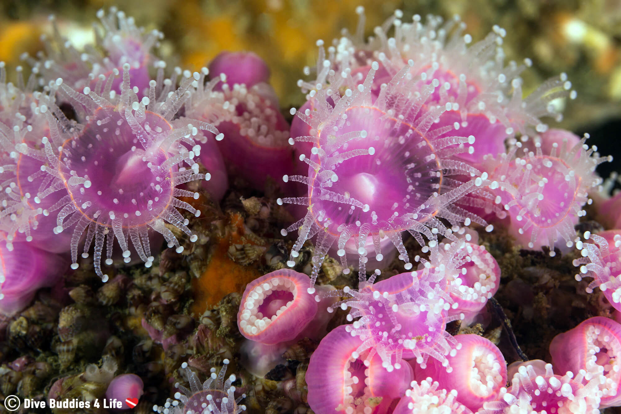 Diving Carnac And Finding A Purple And White Jewelled Anemone In Brittany, France, Europe