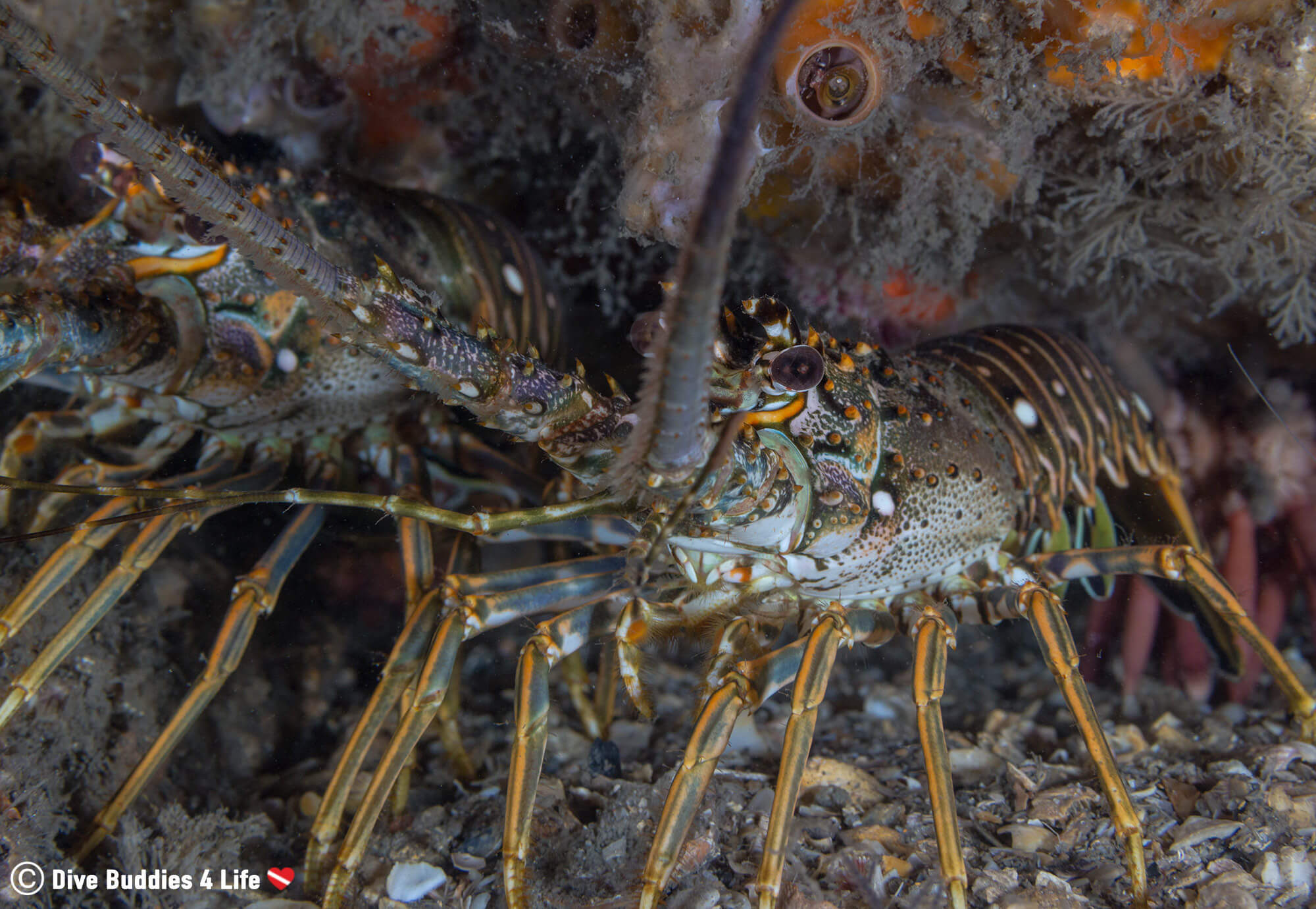 Diving At Blue Heron Bridge With A Couple Of Spiny Lobster, USA