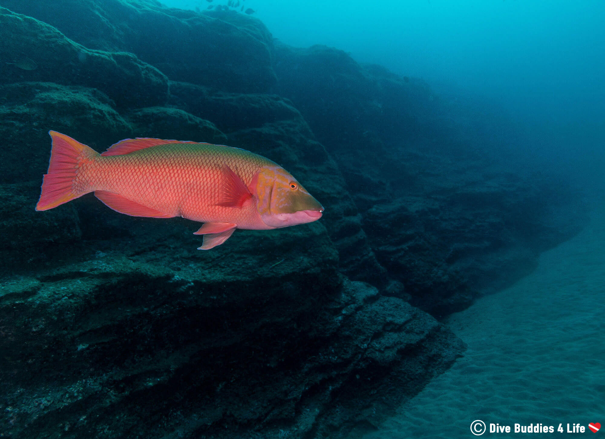 Diving In The Azores Islands With A Hogfish At One Of The Saõ Miguel Dive Sites In Portugal