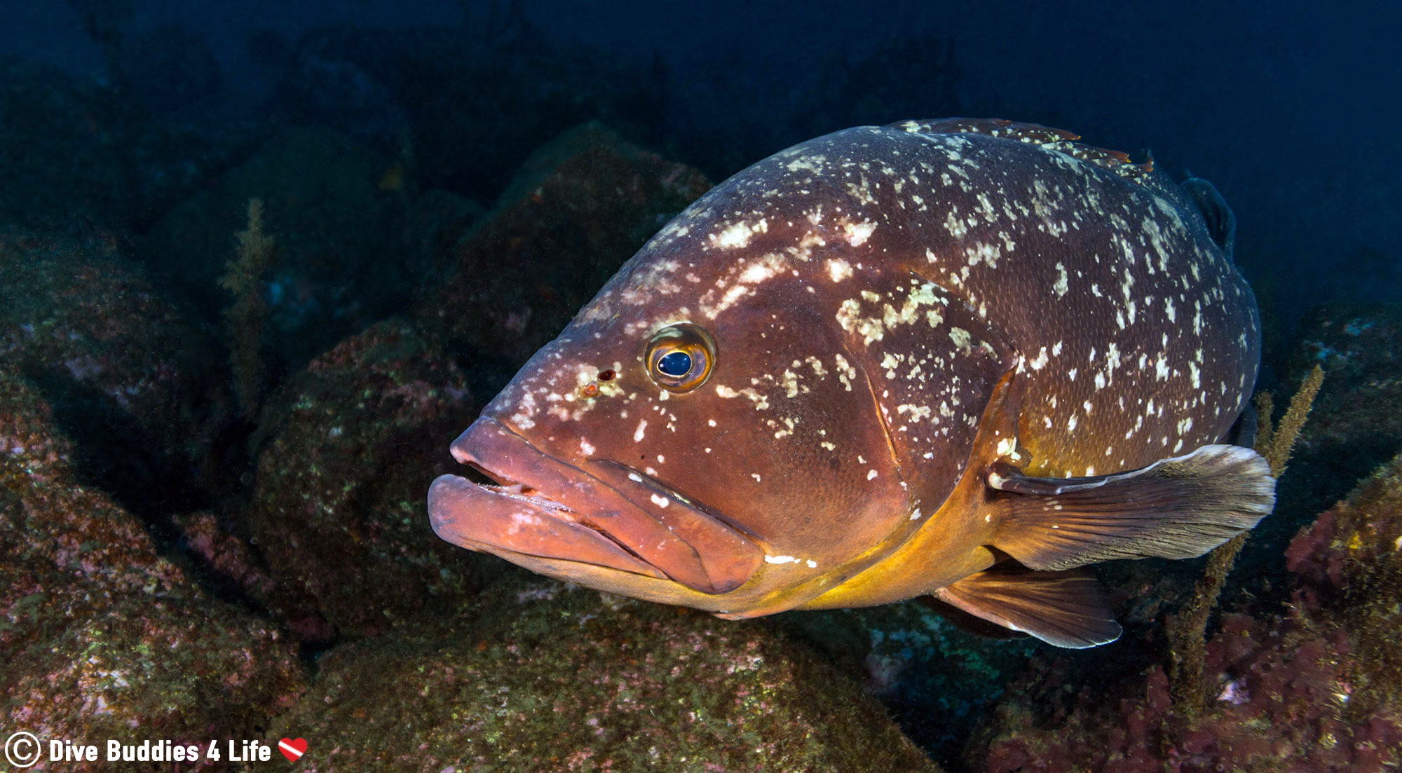 A Big Dusky Grouper Coming Close To The Underwater Camera On A Deep Dive On Saõ Miguel In The Portuguese Azores Islands
