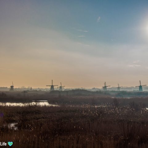 Dutch Windmills On The Horizon Of The Netherlands, Europe