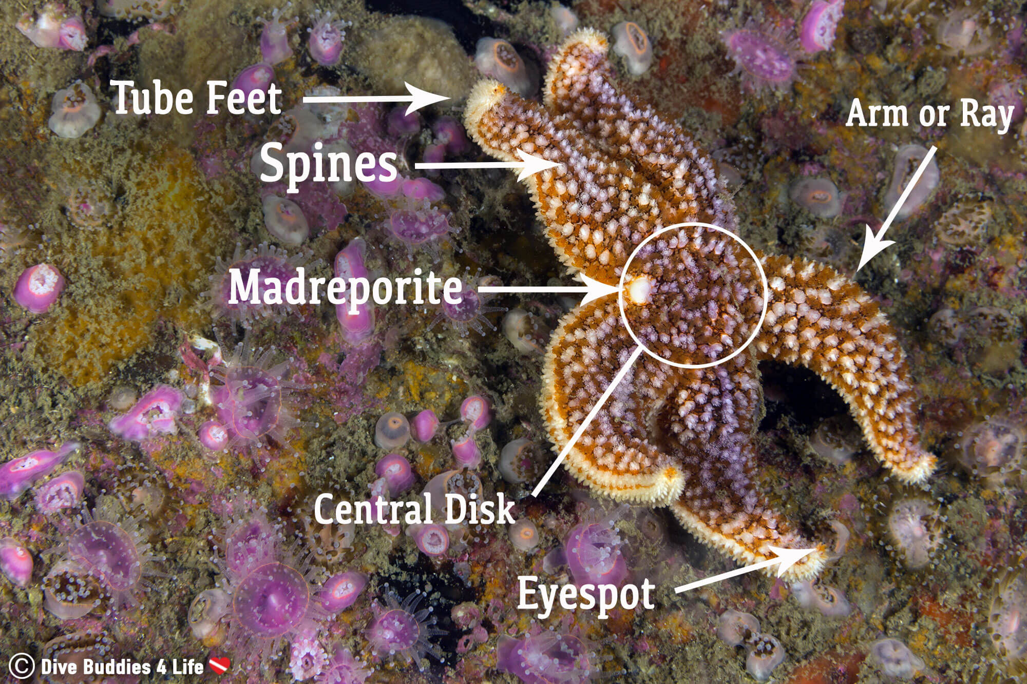 External Anatomy Of A Sea Star For Species In The Spotlight 
