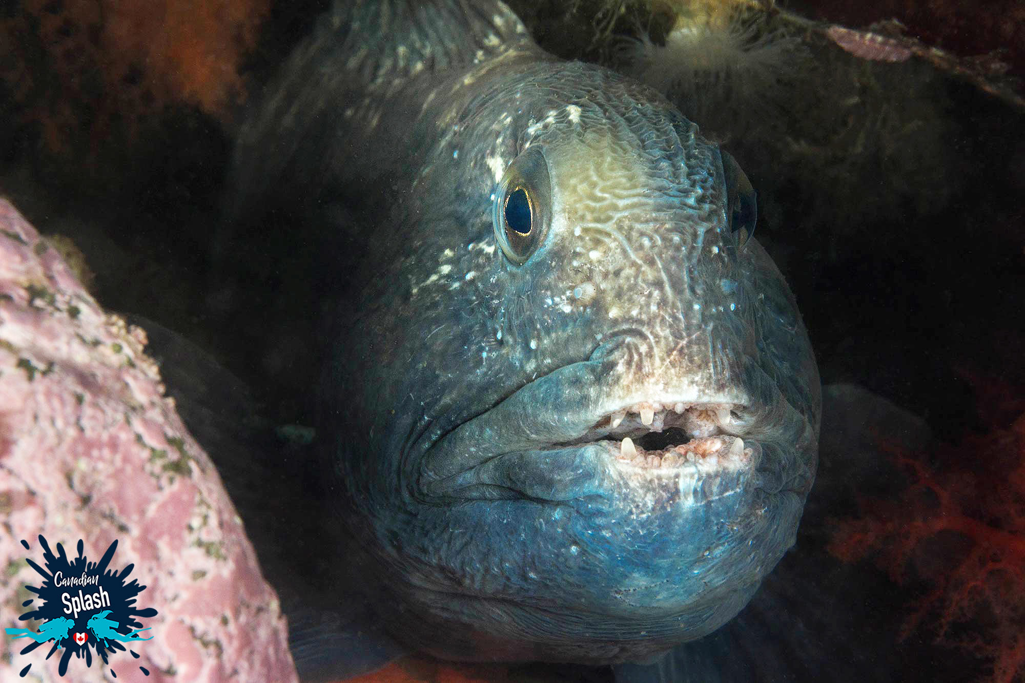 Face To Face With An Electric Blue Wolffish In A Den, Underwater In Les Escoumins, Quebec Scuba Diving, Canada