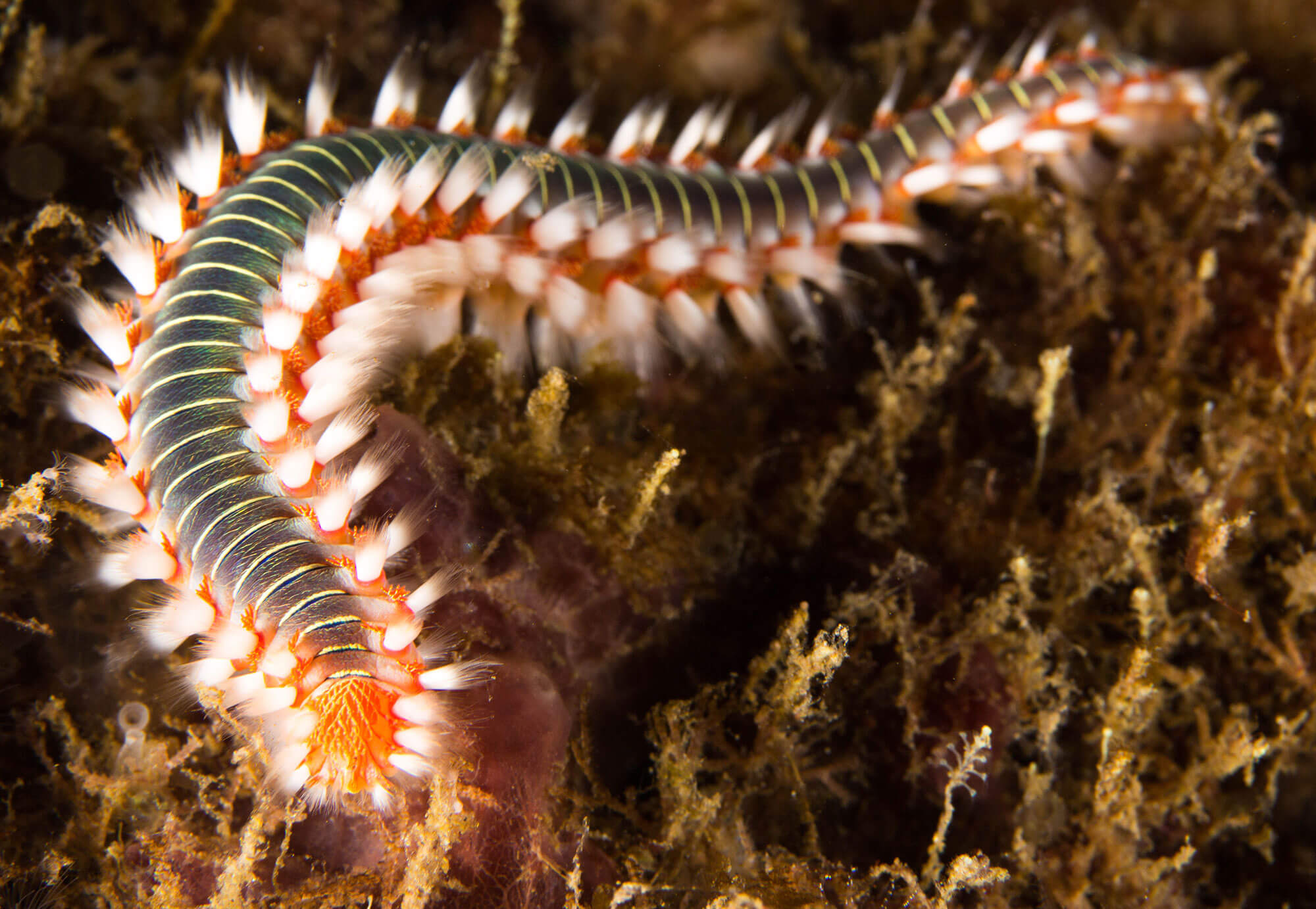 A Fireworm Moving along the bottom in the Azores
