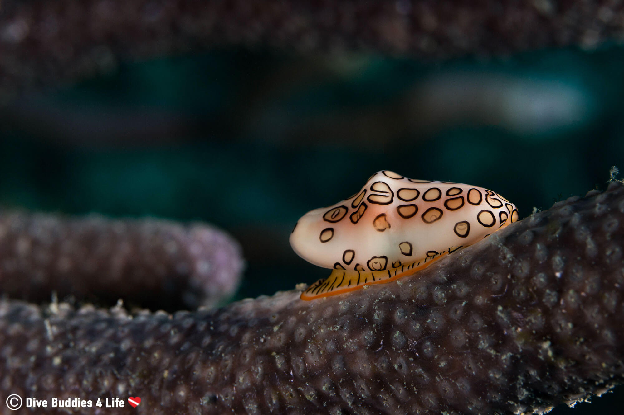 Flamingo Tongue On A Branch Of Coral In Bonaire, Dutch Caribbean
