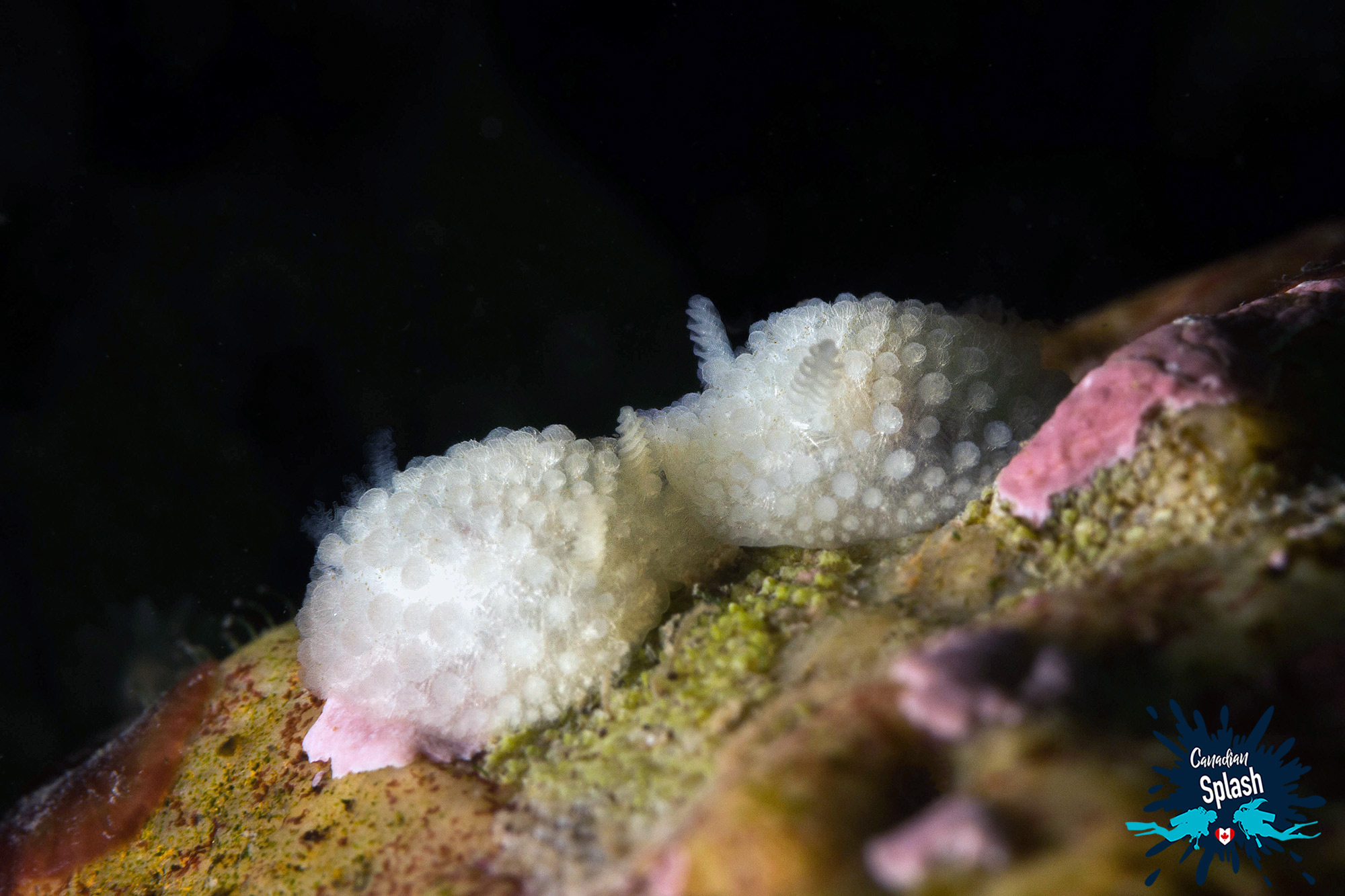 Fluffy White Nudibranchs On The Rocks Of Grand Manan Island, Scuba Diving New Brunswick