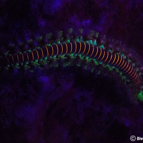 Fluorescent Diving On Bonaire And Finding A Fire Worm, Dutch Caribbean